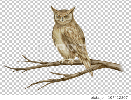 An Owl is sitting on a tree Branch. Watercolor illustration of a wise night Bird on a twig. Hand drawn on isolated background. Drawing of a wild forest animal with brown wings and feathers. An Owl is sitting on a tree Branch. Watercolor illustration of a wise night Bird on a twig. Hand drawn on isolated background. Drawing of a wild forest animal with brown wings and feathers. 107412807