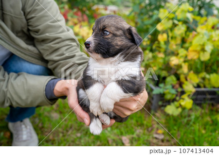 Cute little german shepherd puppy in the caring hands of the owner on green grass background. Portrait of little dog in flowers. Home pets in nature. 107413404