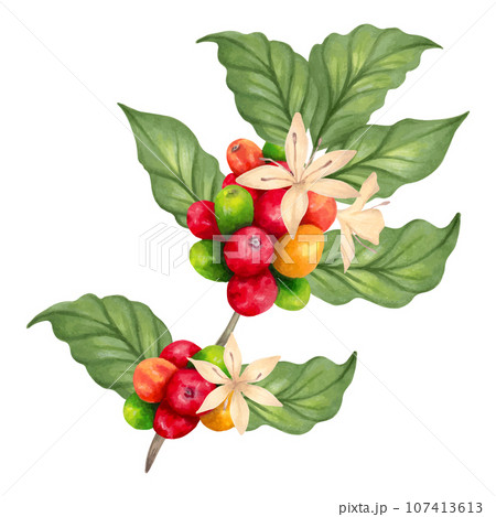Branch of a coffee tree. Aroma of Robusta and Arabica varieties. Ripening of coffee berries. Realistic natural style. Organic illustration. Coffee day. Hand drawn isolated art Branch of a coffee tree. Aroma of Robusta and Arabica varieties. Ripening of coffee berries. Realistic natural style. Organic illustration. Coffee day. Hand drawn isolated art 107413613