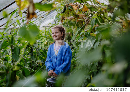 Portrait of a young girl watering plants in a greenhouse in the middle of growing vegetables. Portrait of a young girl watering plants in a greenhouse in the middle of growing vegetables. 107413857