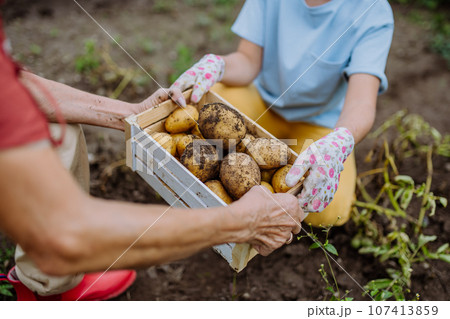 A wooden crate full of potatoes picked from the ground. A wooden crate full of potatoes picked from the ground. 107413859