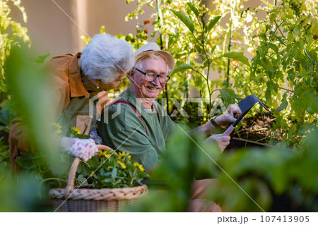 Portrait of senior couple taking care of vegetable plants in urban garden. Portrait of senior couple taking care of vegetable plants in urban garden. 107413905