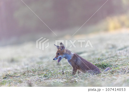 Adorable fox cub is sitting in the field Adorable fox cub is sitting in the field 107414053