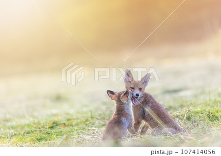 Pair of adorable smiling two red foxes is posing in field 107414056