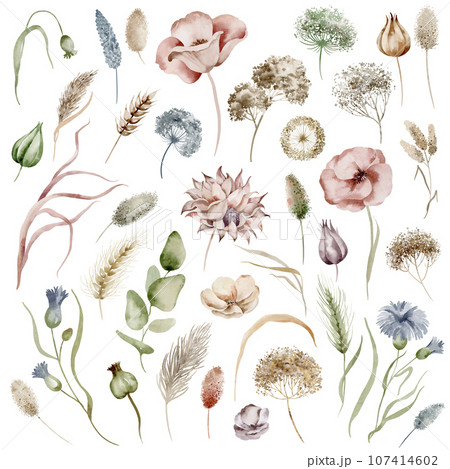 Wild field herbs and flowers. Set of watercolor isolated isolated elements on a white background drawn by hand. Wildflowers herbarium. 107414602