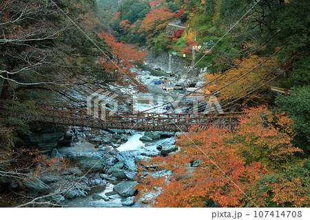 【徳島県】秋の紅葉した（祖谷のかずら橋） 107414708