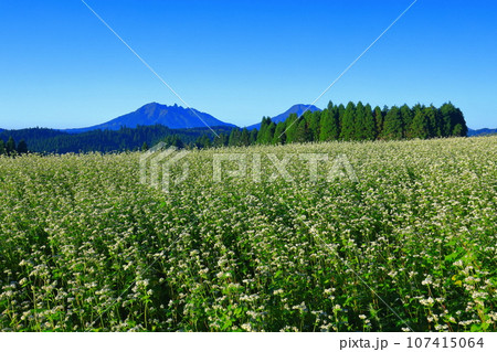 【熊本県】快晴で満開の波野そばの花畑 107415064