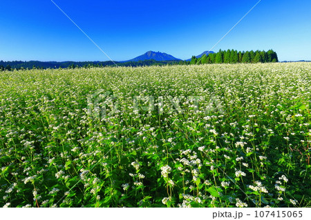 【熊本県】快晴で満開の波野そばの花畑 107415065