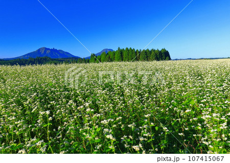 【熊本県】快晴で満開の波野そばの花畑 107415067