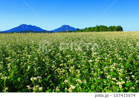 【熊本県】快晴で満開の波野そばの花畑 【熊本県】快晴で満開の波野そばの花畑 107415074