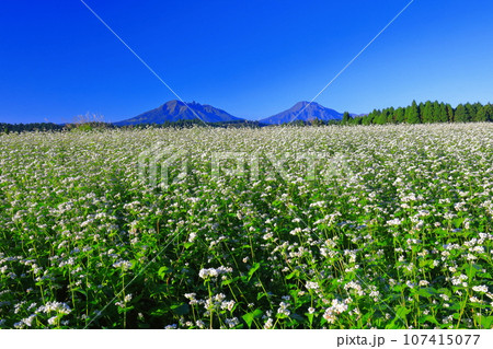 【熊本県】快晴で満開の波野そばの花畑 【熊本県】快晴で満開の波野そばの花畑 107415077