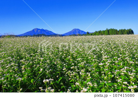 【熊本県】快晴で満開の波野そばの花畑 107415080