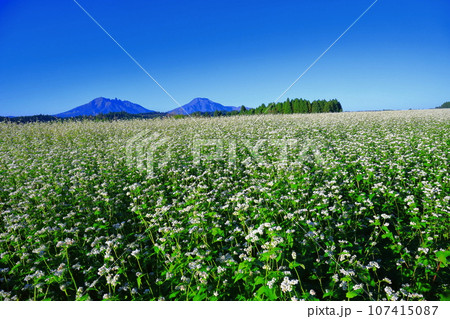 【熊本県】快晴で満開の波野そばの花畑 【熊本県】快晴で満開の波野そばの花畑 107415087