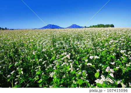 【熊本県】快晴で満開の波野そばの花畑 107415096