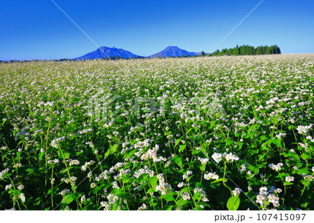 【熊本県】快晴で満開の波野そばの花畑 【熊本県】快晴で満開の波野そばの花畑 107415097