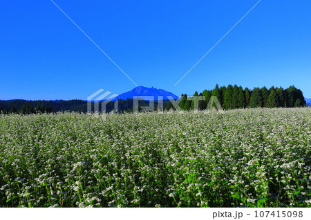 【熊本県】快晴で満開の波野そばの花畑 【熊本県】快晴で満開の波野そばの花畑 107415098