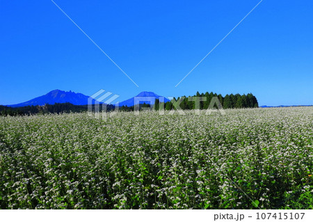 【熊本県】快晴で満開の波野そばの花畑 107415107