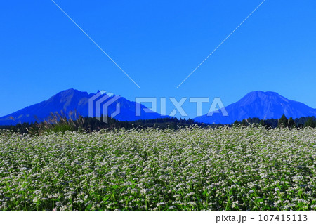 【熊本県】快晴で満開の波野そばの花畑 107415113