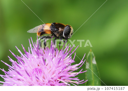 アザミの花に止まるオオハナアブ(複眼に斑紋) アザミの花に止まるオオハナアブ(複眼に斑紋) 107415187