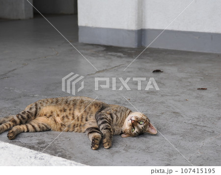 冷たい床で寝る猫 107415195