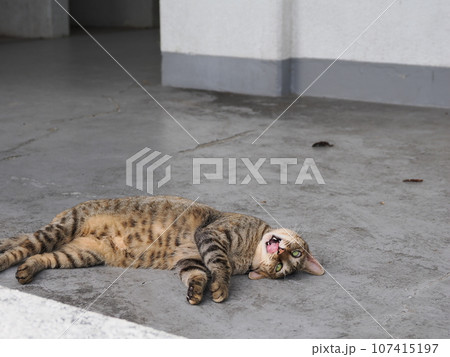 冷たい床で寝る猫 冷たい床で寝る猫 107415197
