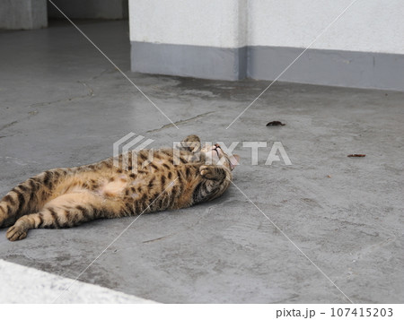 冷たい床で寝る猫 冷たい床で寝る猫 107415203