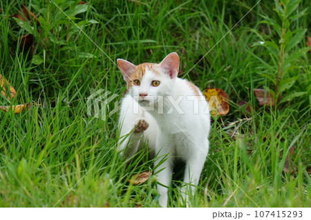 黒猫に見守られ遊ぶ子猫 107415293