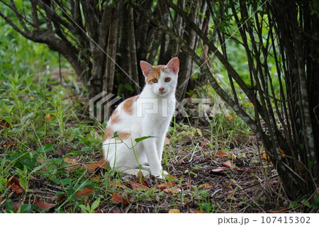黒猫に見守られ遊ぶ子猫 黒猫に見守られ遊ぶ子猫 107415302
