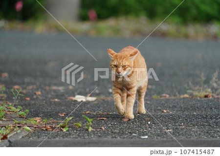 歩いてくる猫 107415487