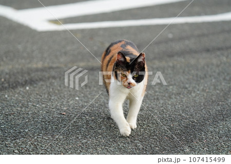 道を歩く猫 道を歩く猫 107415499