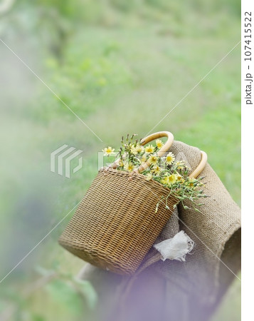 草原でバスケットに野の花 107415522