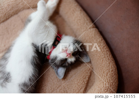 眠る子猫 107415555