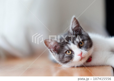 窓辺の子猫 107415556