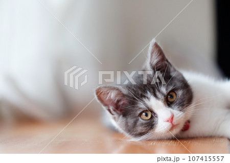 窓辺の子猫 107415557