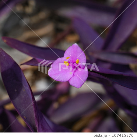 ムラサキゴテンの花 ムラサキゴテンの花 107415570
