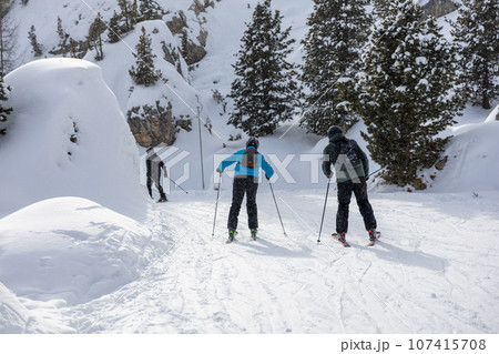 Skiers on the serpantine slope amound fir trees Skiers on the serpantine slope amound fir trees 107415708