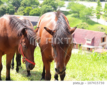 鞍ヶ池公園の木曾馬 107415730