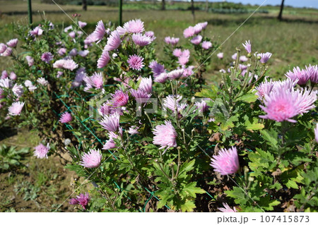 食用菊 郷土料理食材 食用菊 郷土料理食材 107415873