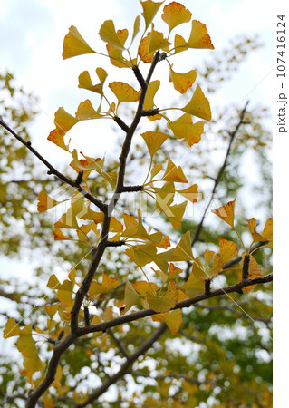紅葉したイチョウの葉 紅葉したイチョウの葉 107416124