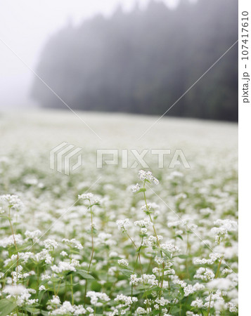 そば畑 そばの花 そば畑 そばの花 107417610