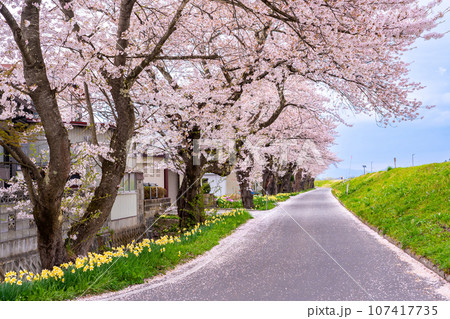 山形県長井市の置賜さくら回廊の最上川千本桜のある堤防と道路 山形県長井市の置賜さくら回廊の最上川千本桜のある堤防と道路 107417735