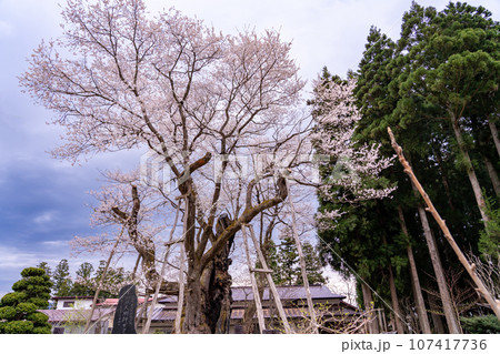 山形県長井市の置賜さくら回廊にある国内最大級の草岡の大明神ザクラ 山形県長井市の置賜さくら回廊にある国内最大級の草岡の大明神ザクラ 107417736