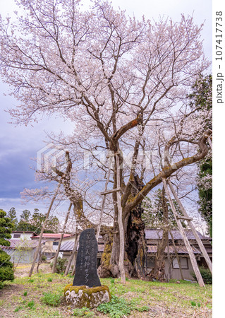 山形県長井市の置賜さくら回廊にある国内最大級の草岡の大明神ザクラ 107417738