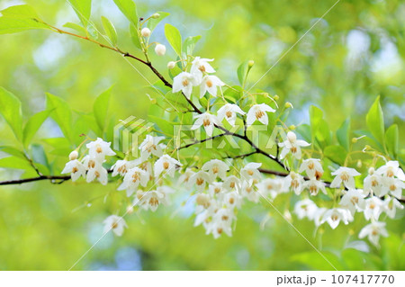エゴノキの花　満開 107417770