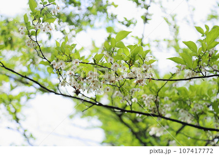 エゴノキの花　満開 107417772