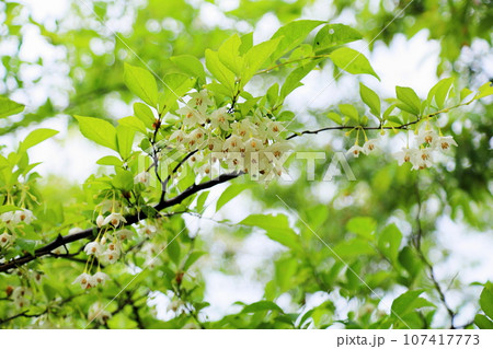エゴノキの花　満開 107417773