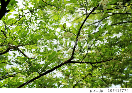 エゴノキの花　満開 107417774