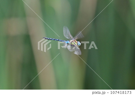 マダラヤンマ 107418173