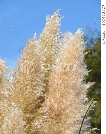 パンパスグラス 107418327