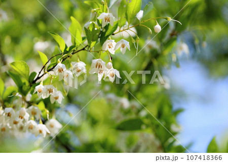 爽やか　エゴノキの花 107418366